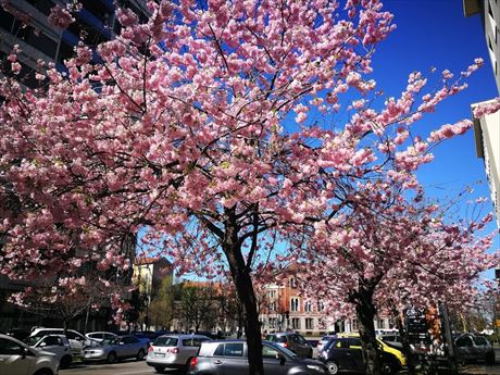 イタリアの桜