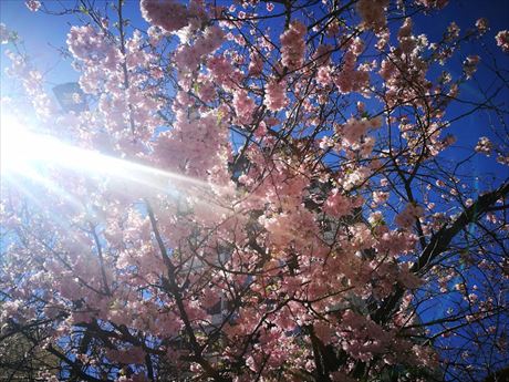 イタリアの桜