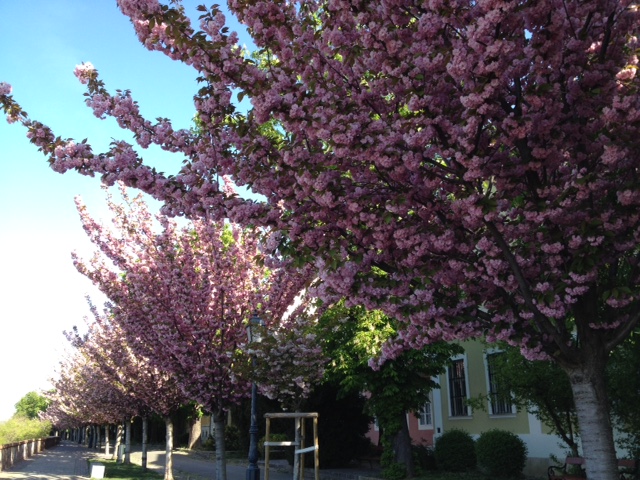 桜の裏に見えているのがヨーロッパグリの木