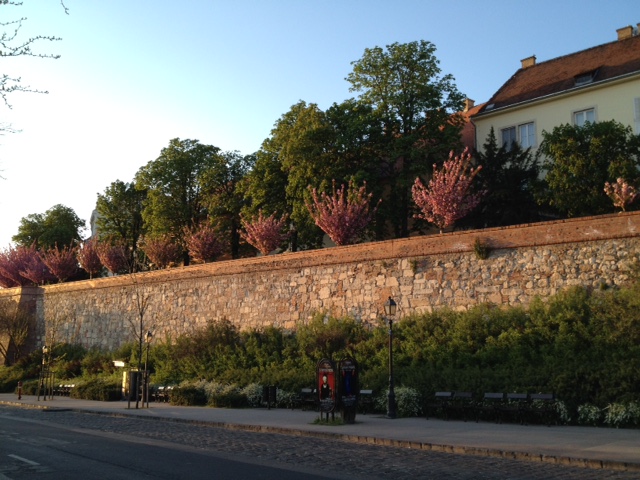城壁の内側の散歩道に並ぶ桜
