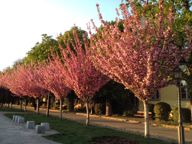 Toth Arpad setany 満開の桜