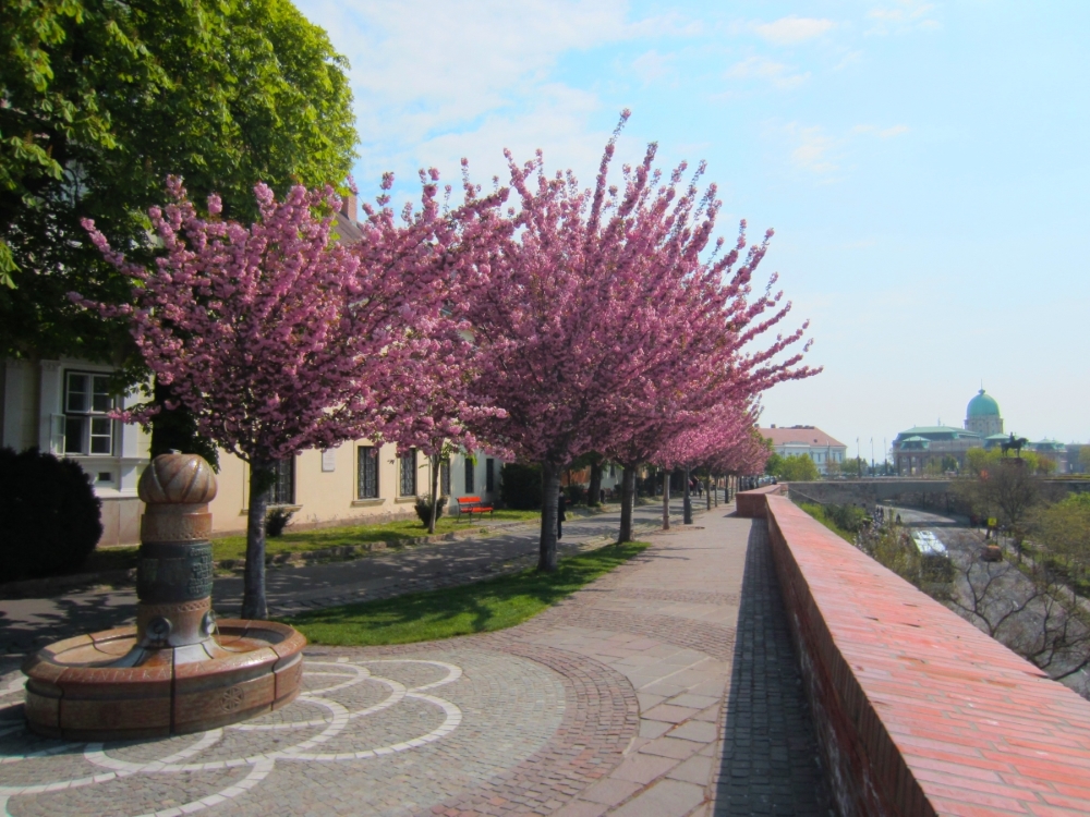 トートアルパード散歩道の桜並木