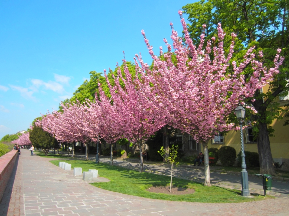 トートアルパード散歩道の桜並木