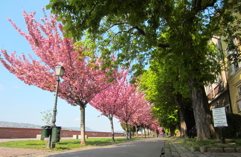 トートアルパード散歩道の桜並木