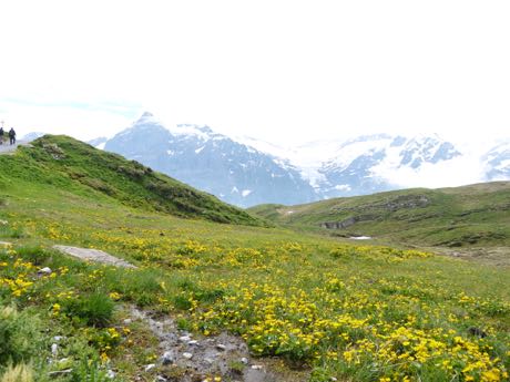 バッハアルプゼーへのハイキング道端の花