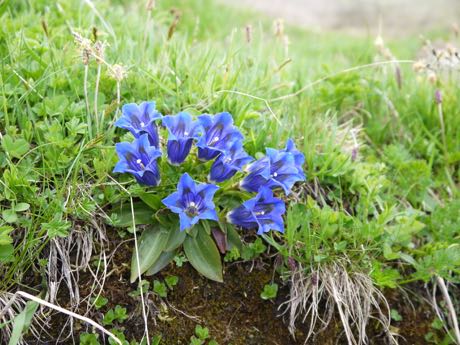 バッハアルプゼーへのハイキング途中の紫の花