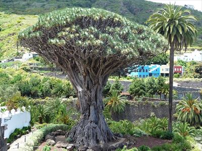 プライベートツアー カナリア諸島の世界自然遺産テイデ国立公園のパラドールに泊まる1泊2日 スペインの南国で２つの世界遺産を巡るツアー テネリフェオプショナルツアー オプショナルツアー 現地ツアーの みゅう